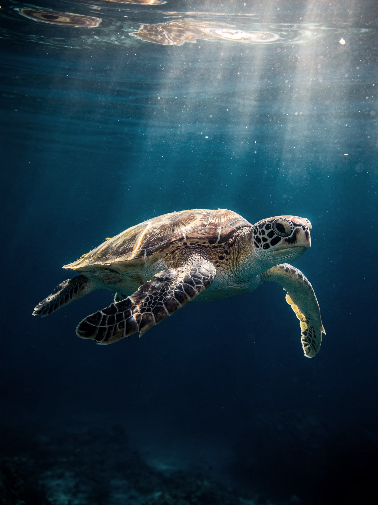 Sea turtle gliding underwater — representing steady, foundational AI visibility